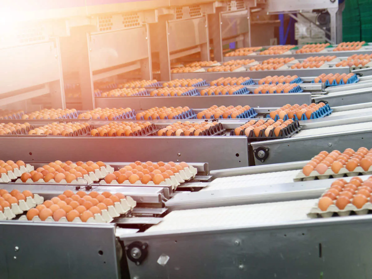 Ligne de production agroalimentaire